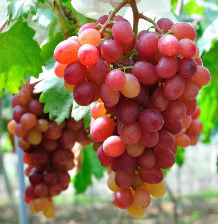 Green Red Grape Fruit Seeds for Planting - Sweet and Tangy Grapes for Your Backyard , Heirloom Seeds