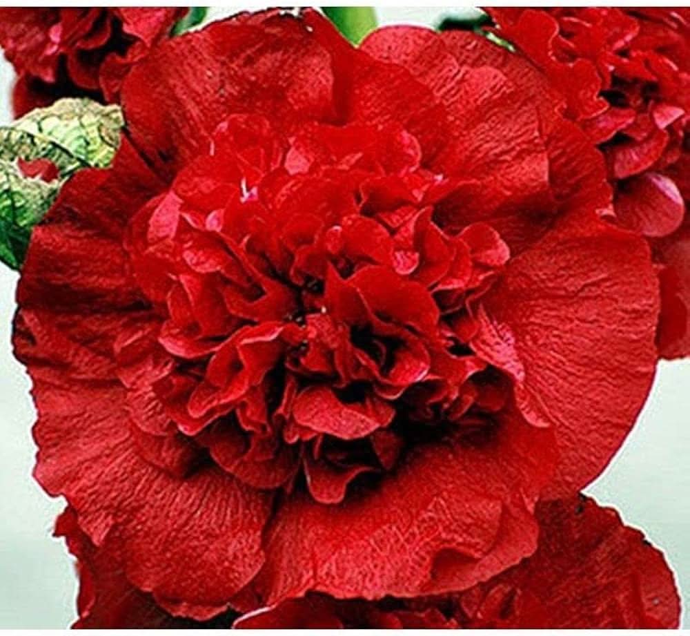 red red flower seeds