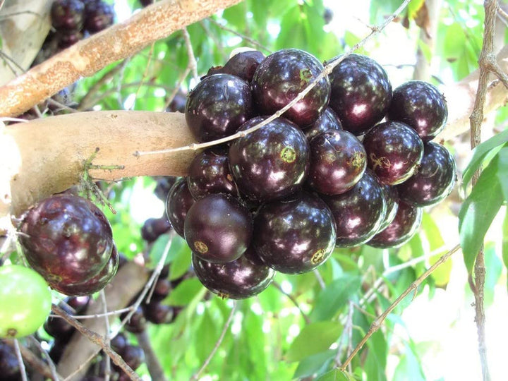 Black Brazilian or  Jaboticaba  Grape Fruit Seeds for Planting - High-Quality Grapes Seeds