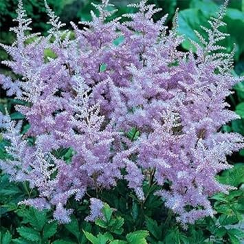 Flower Seeds, Seeds for Planting, Plant Seeds