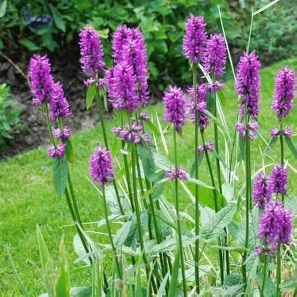 stachys officinalis flower seeds