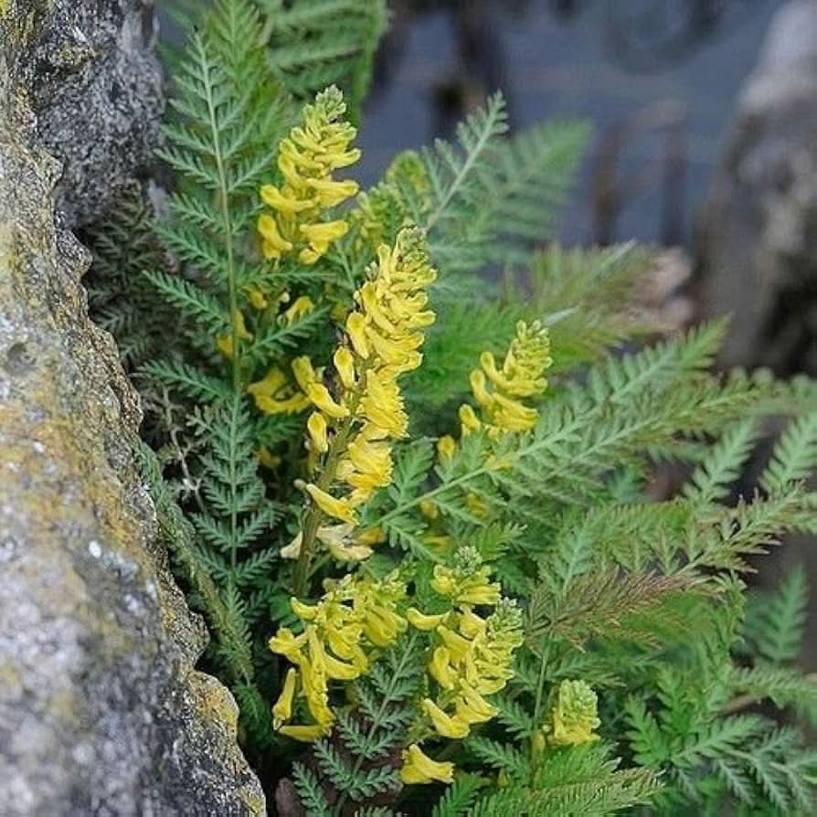 yellow corydalis flower seeds