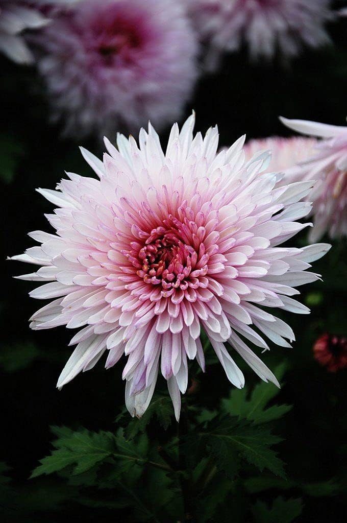 Flower Seeds, Seeds for Planting, Plant Seeds