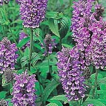 violet heirloom flower seeds