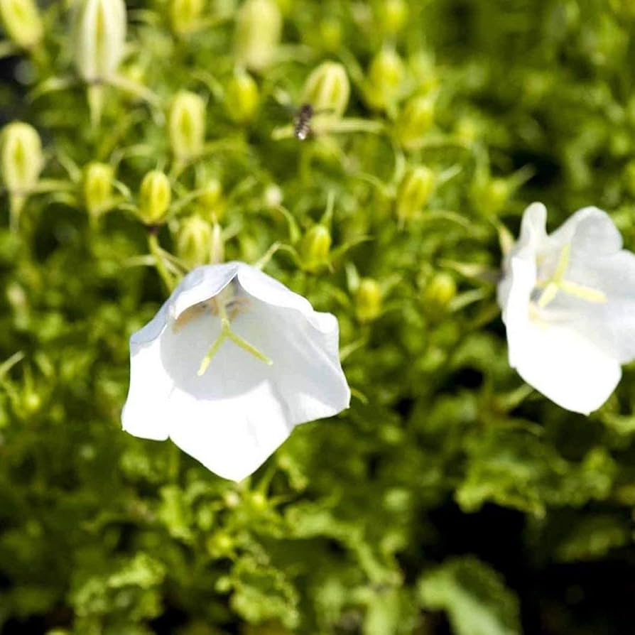 white bellflower flower seeds