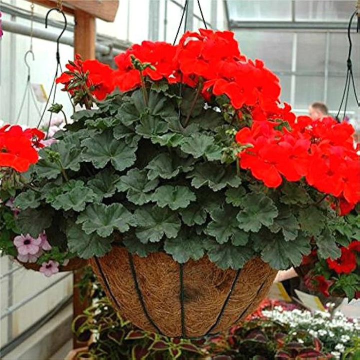 Climbing Geranium Flower Seeds for Planting Red 100 pcs