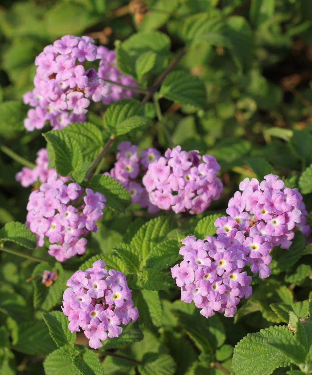 Purple Lantana Flower Seeds for Planting – Heirloom, Non-GMO, High Germination Organic Garden Seeds