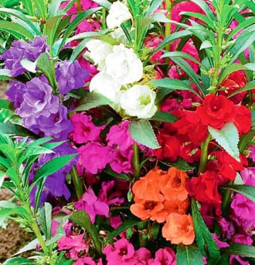 impatiens impatiens flower seeds