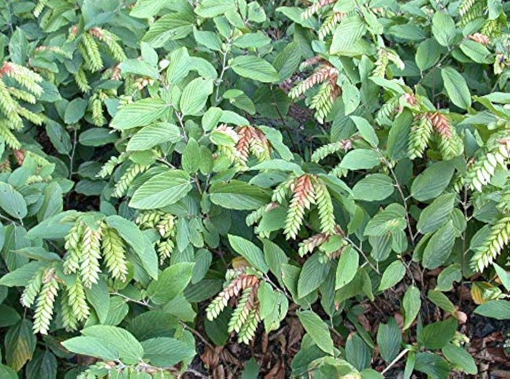 flemingia strobilifera flower seeds
