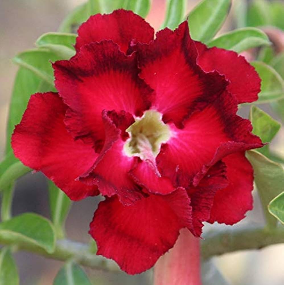 red black flower seeds
