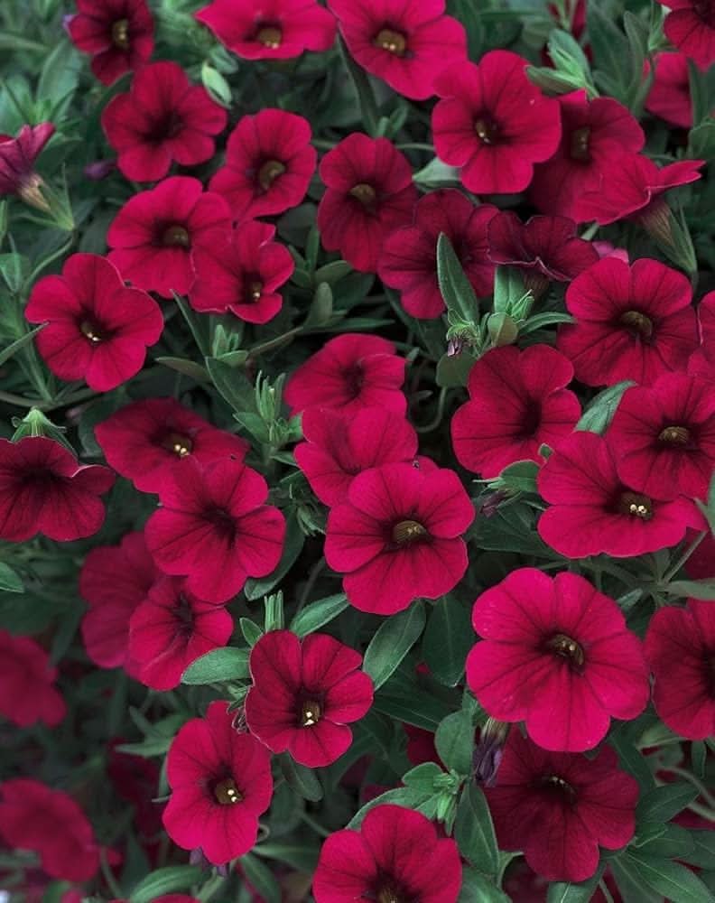 heirloom hanging flower seeds