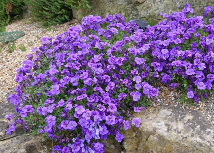 Lavender Aubrieta Cultorum Flower Seeds