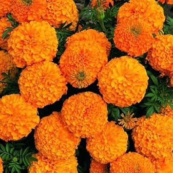 Heirloom Non-GMO Marigold Flower Seeds for Planting