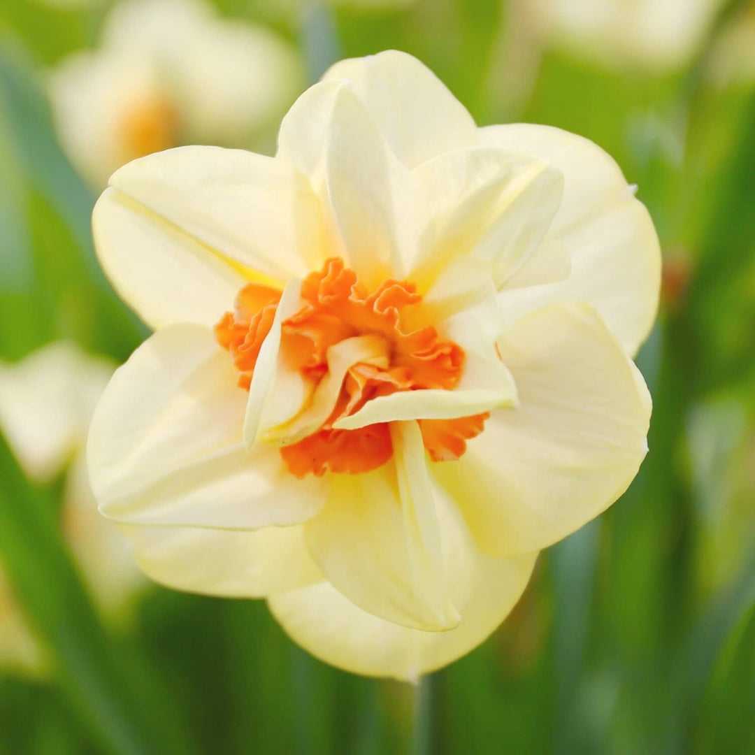 cream orange flower seeds