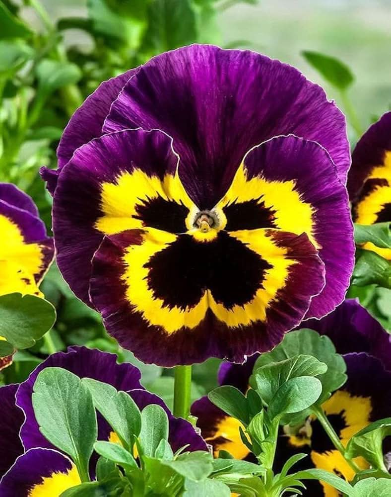 purple beautiful flower seeds