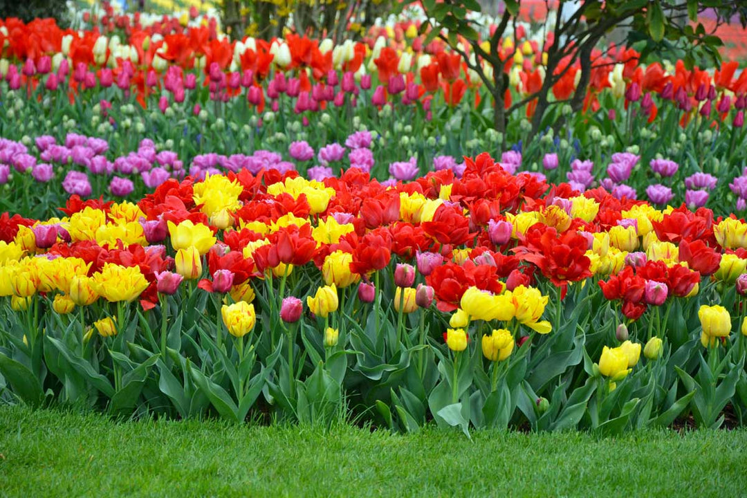tulip tulipa flower seeds