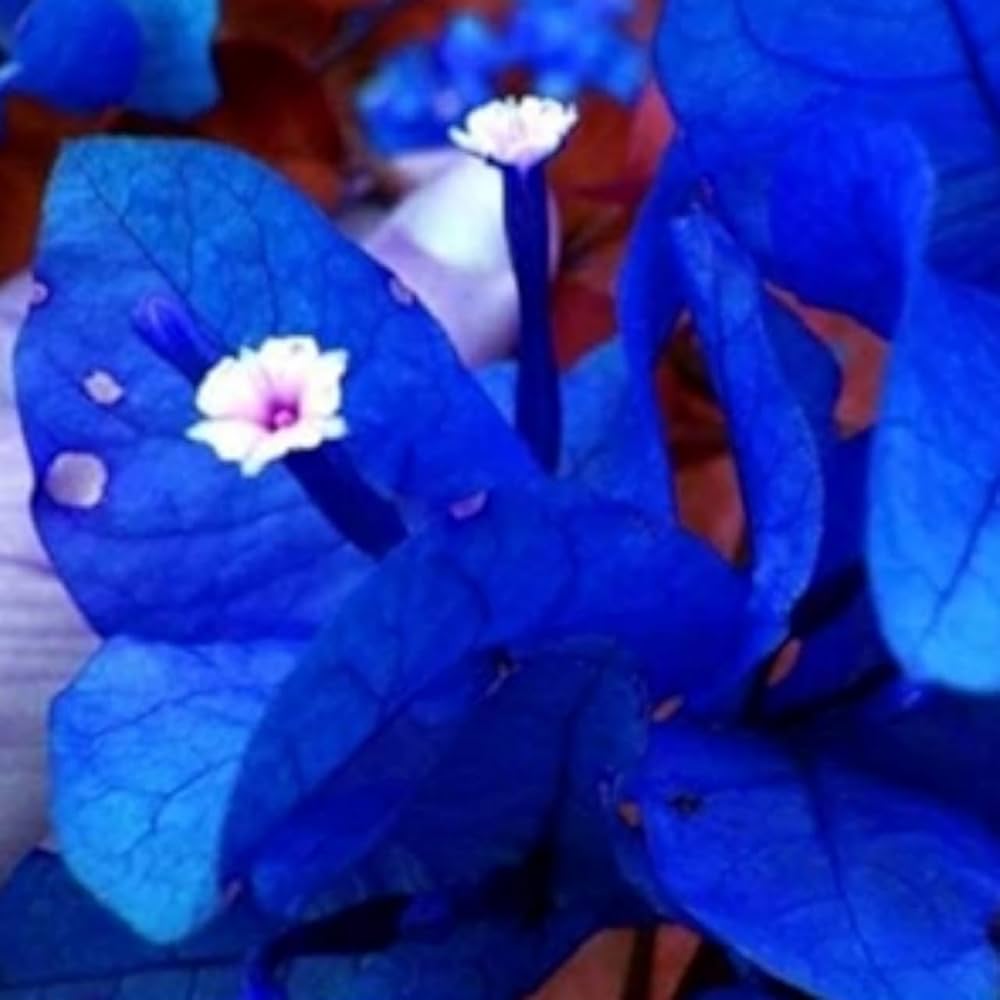 blue bougainvillea flower seeds
