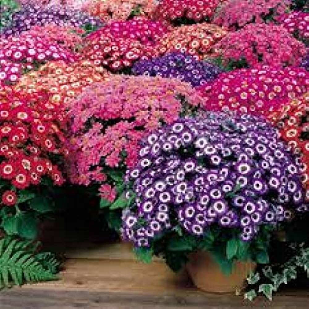 cineraria amigo flower seeds