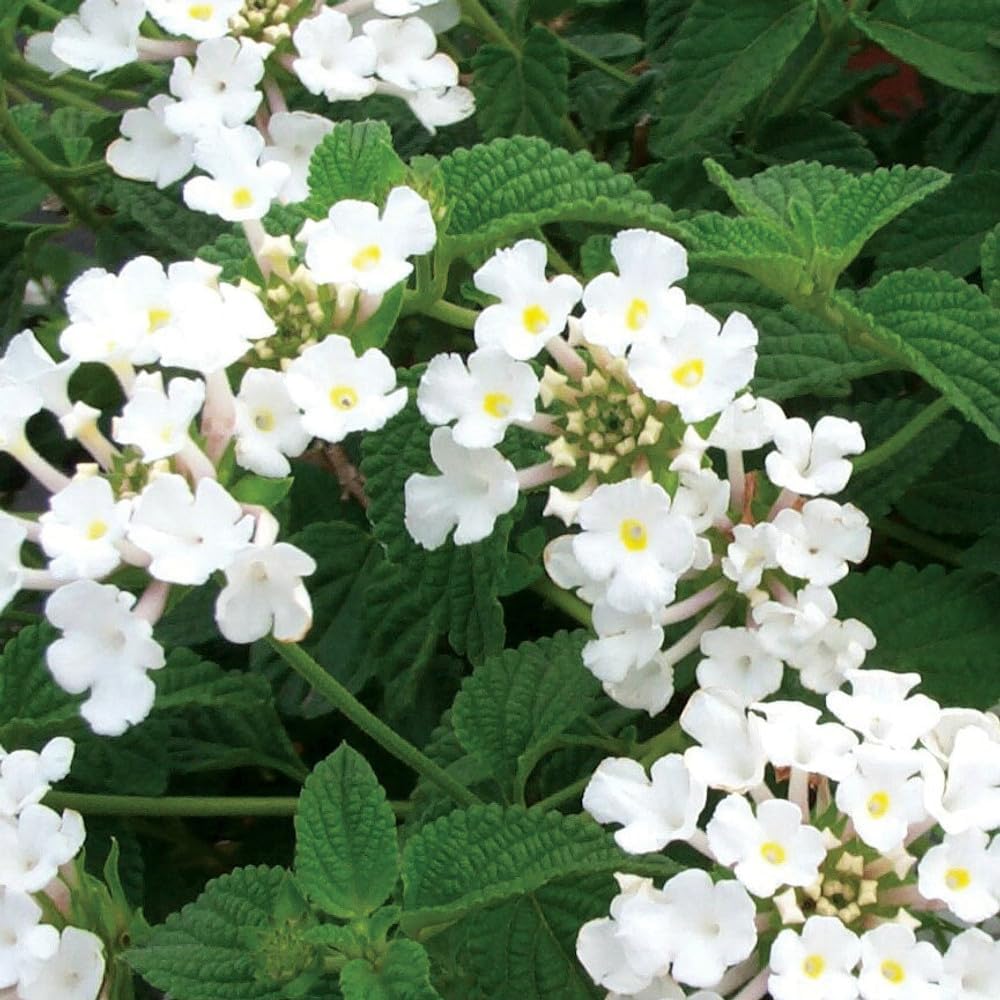 Flower Seeds, Seeds for Planting, Plant Seeds