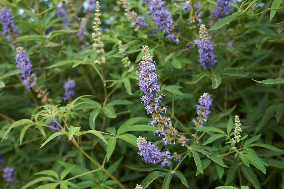 Flower Seeds, Seeds for Planting, Plant Seeds