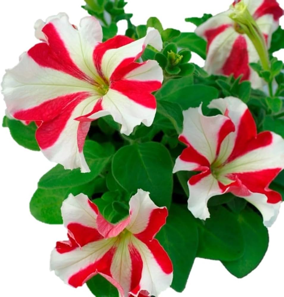petunia petunia flower seeds