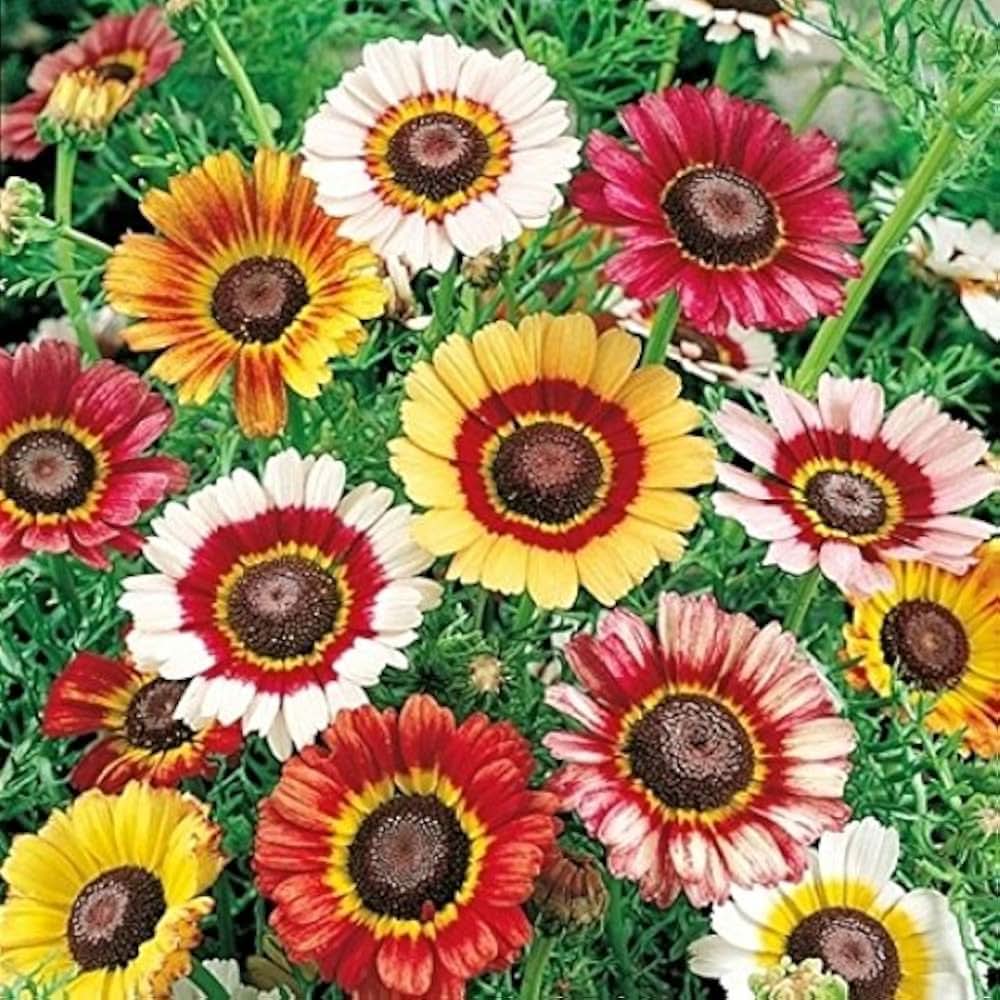 chrysanthemum chrysanthemum flower seeds