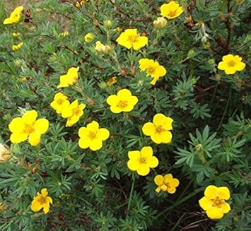 yellow cinquefoil flower seeds
