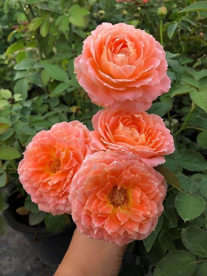 Orange Climbing Rose Flower Seeds for Planting – Heirloom, Non-GMO, High Germination Organic Garden Seeds