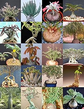 mixed caudex flower seeds