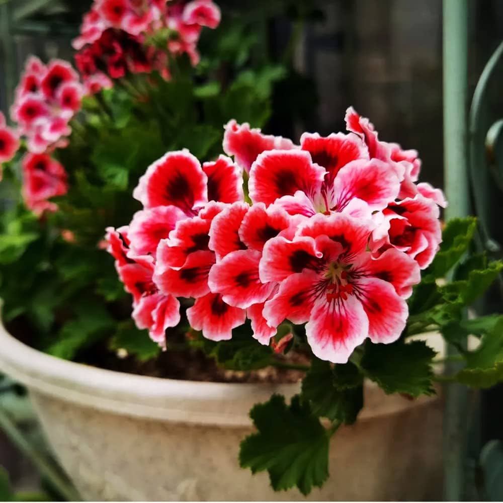 Pelargonium blomsterfrø til udplantning - Hvid &amp; Pink 100 stk