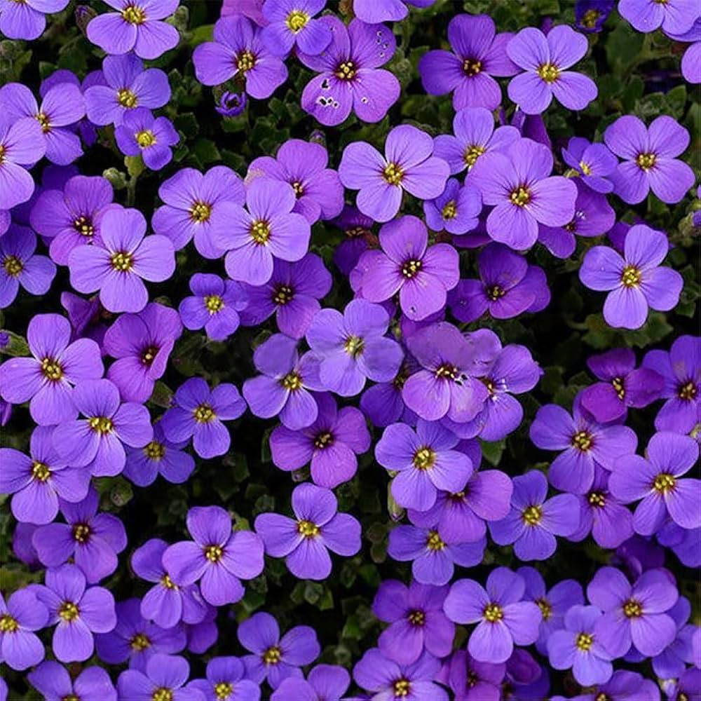 Lilla Aubrieta Rock Cascade Blomsterfrø - 100 stk