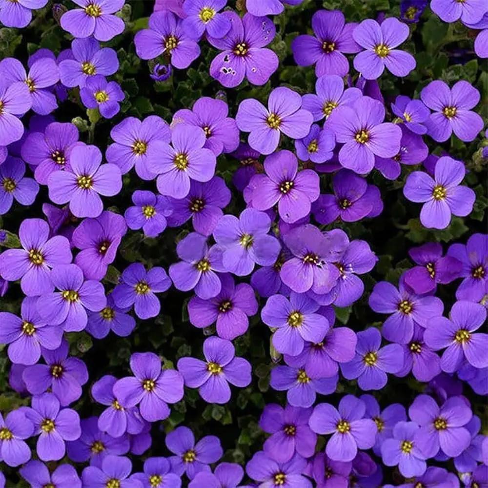 purple aubrieta flower seeds