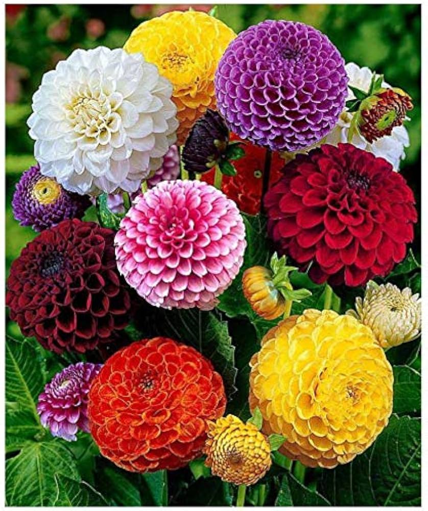 Fresh Dahlia Flower Seeds for Planting, Mixed Colour 100 pcs