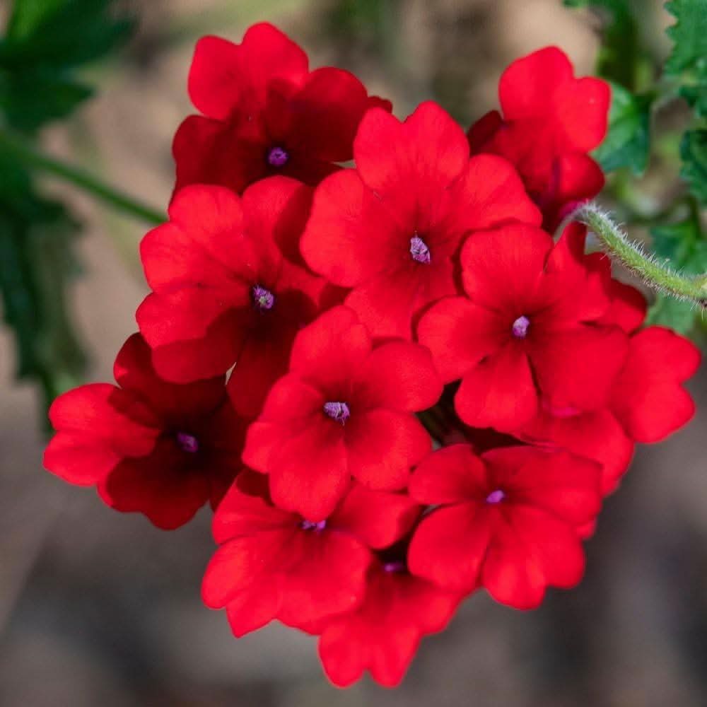 red verbena flower seeds