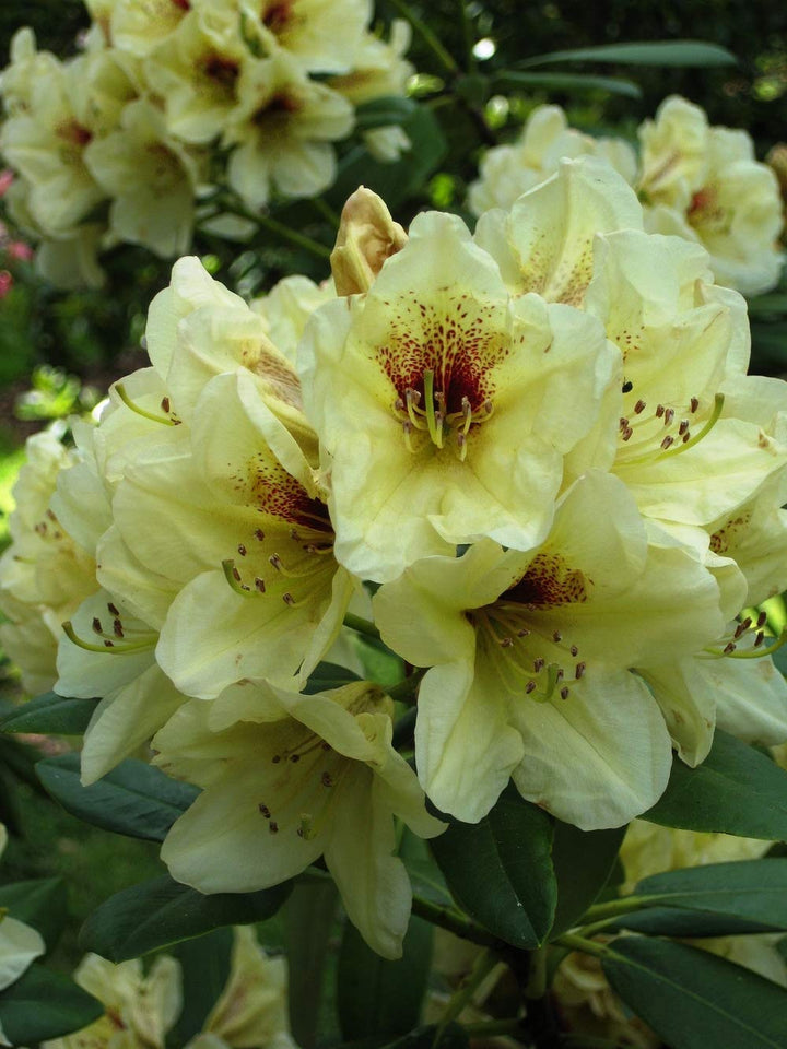 Rhododendron Blomsterfrø til udplantning - Gul 100 stk