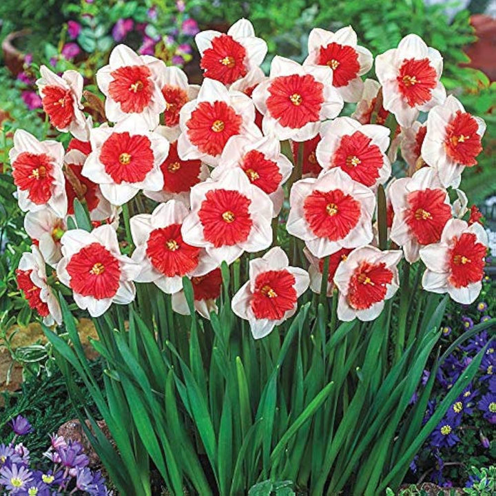 Red White Daffodils Flower Seeds – Heirloom Non-GMO High Germination Spring Blooms Seeds for Planting