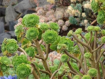 heirloom arboreum flower seeds