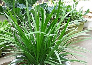 Chive Vegetable Seeds for Planting