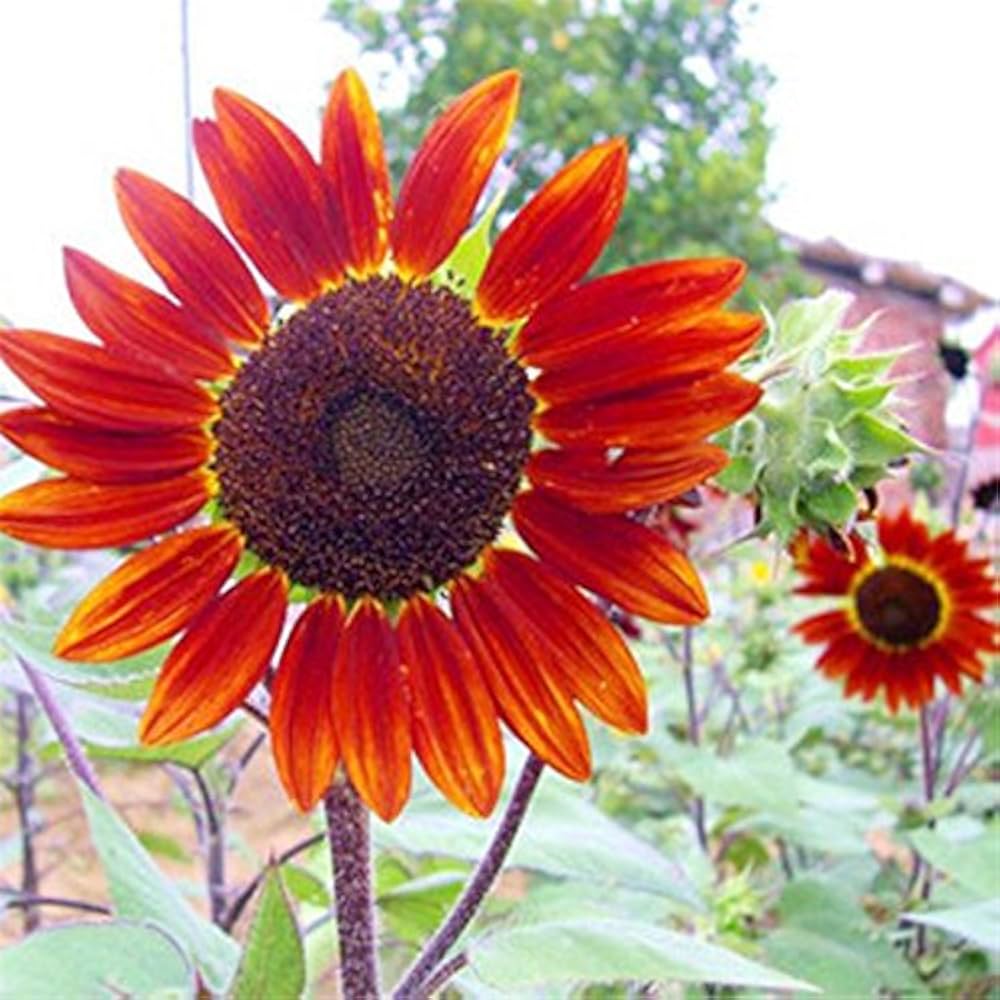 red brown flower seeds
