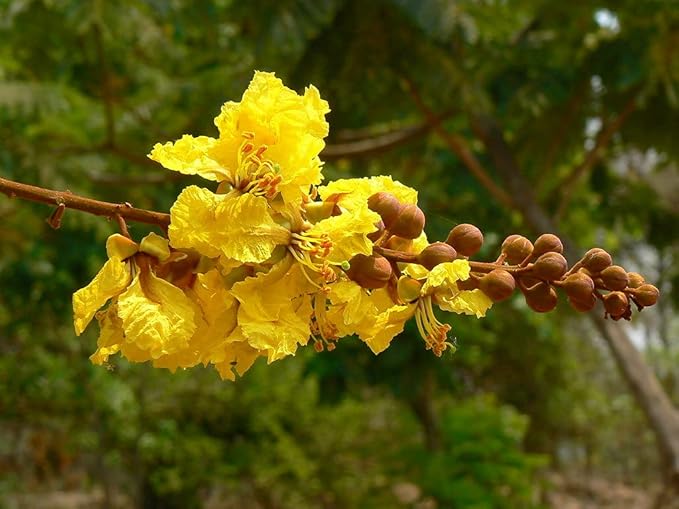 Heirloom Non-GMO Peltophorum Flower Seeds for Planting – Yellow Flame Tree Seeds for Garden Landscaping