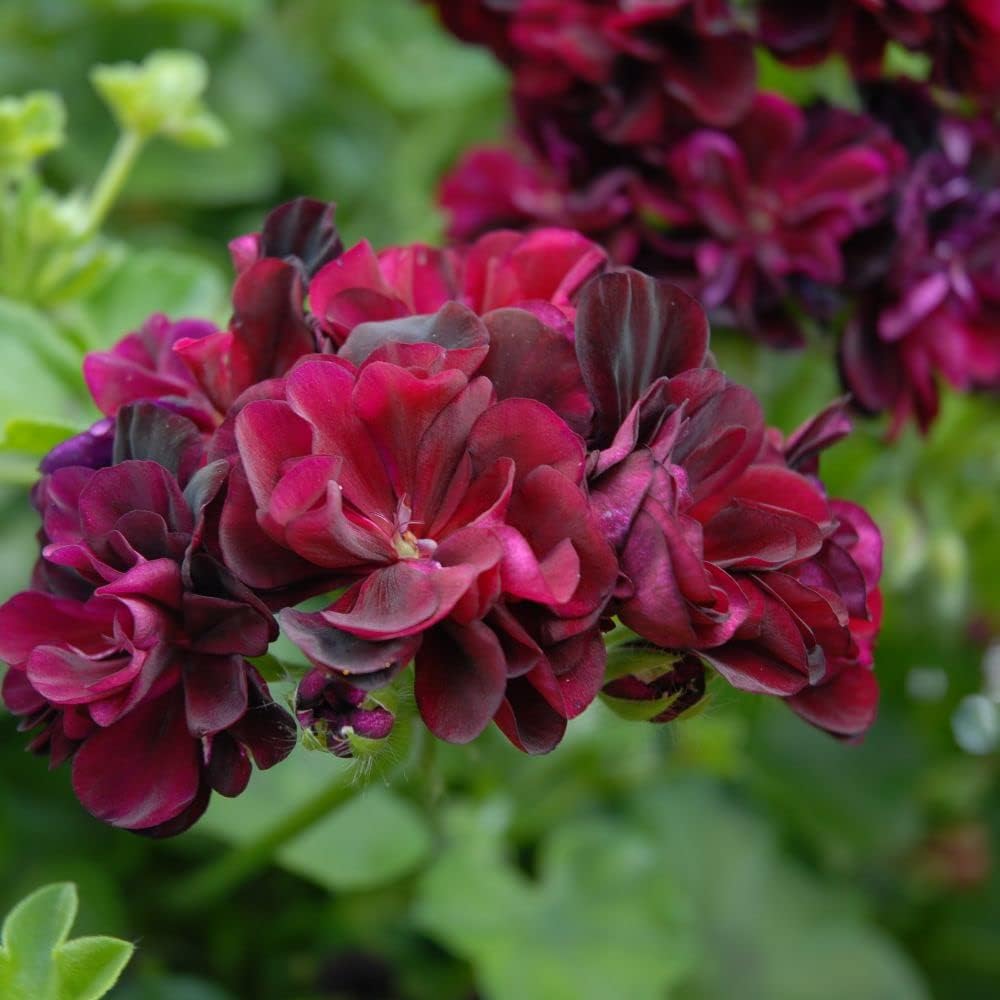geranium dark flower seeds