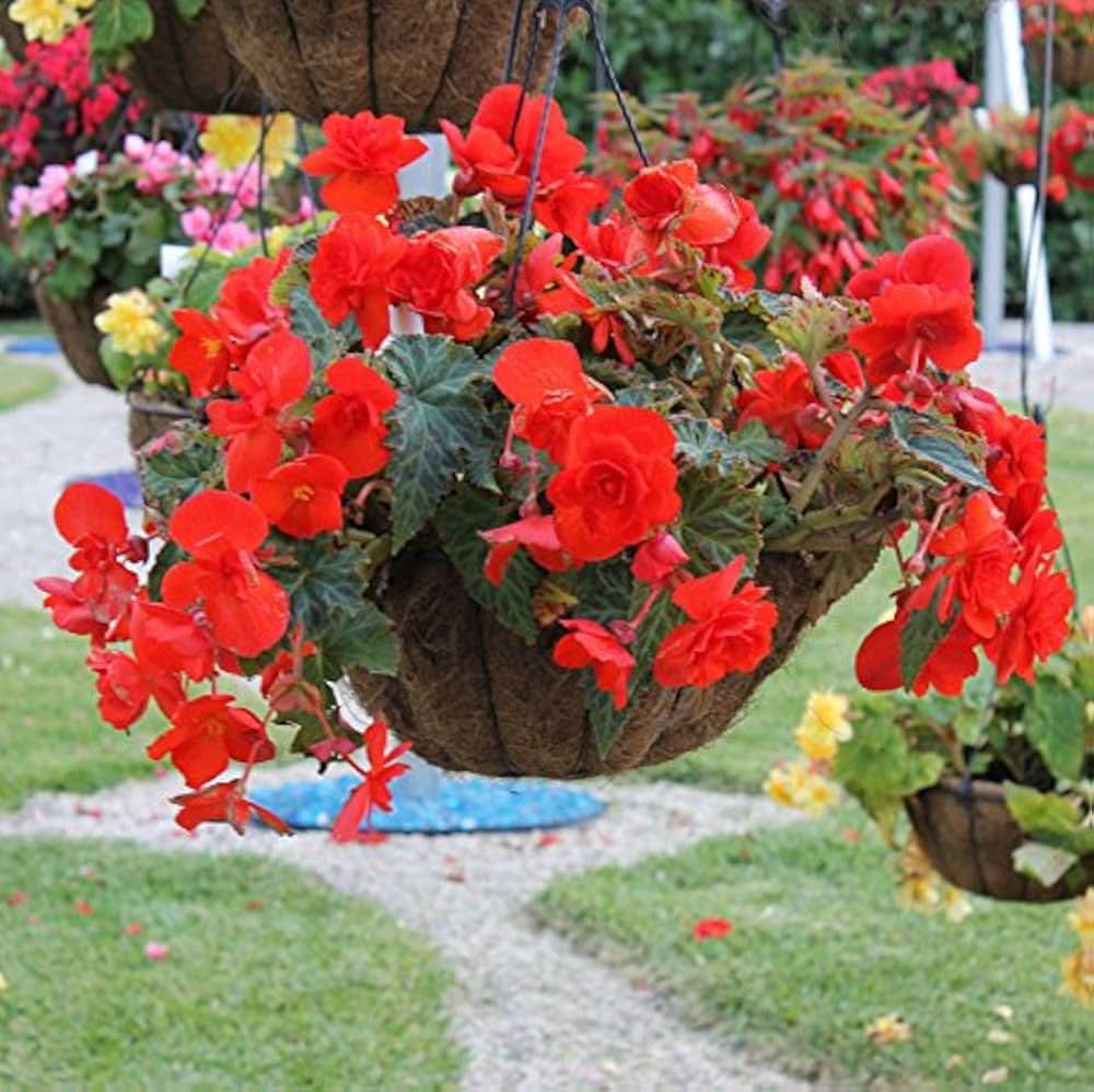 begonia begonia flower seeds