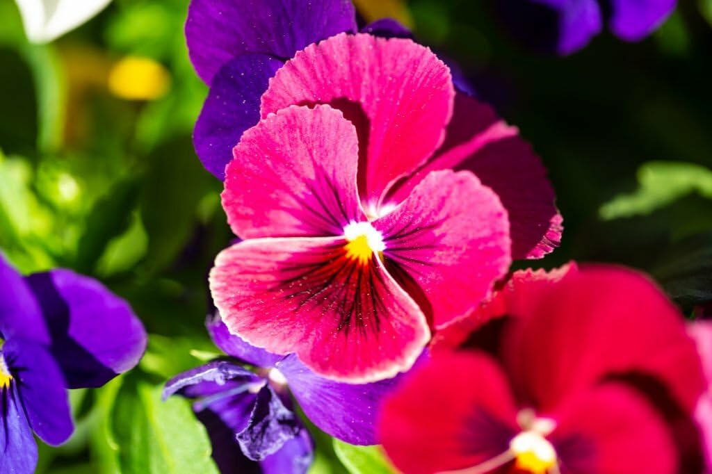 pink pansy flower seeds