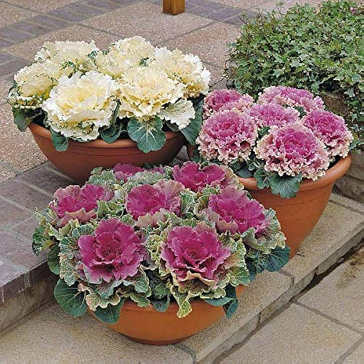Ornamental Cabbage Brassica Oleracea Decorative Plant For Backyard Garden Flower Seeds for Home