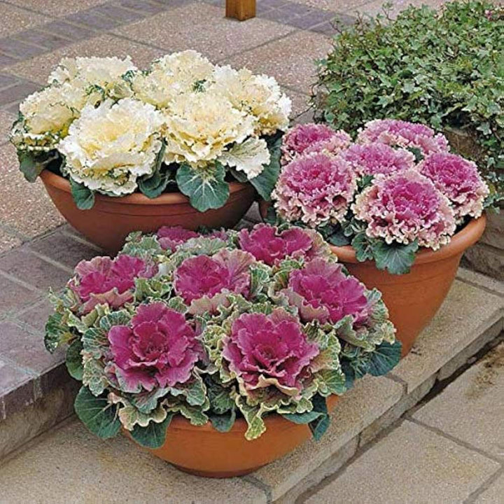 Ornamental Cabbage Brassica Oleracea Vegetable For Planting In Decorative Garden Beds Flower Seeds