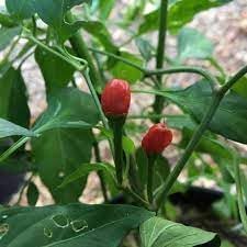 Texas Chiltepin Pepper Seeds for Planting