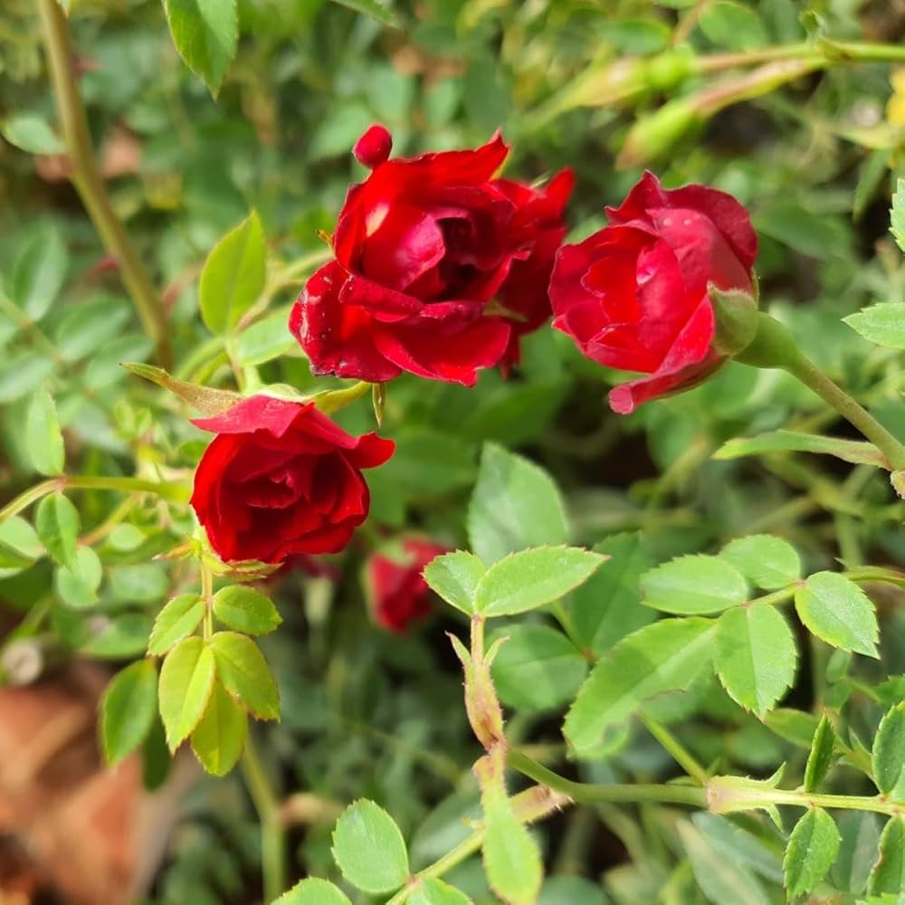climbing rose flower seeds
