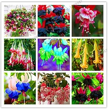 Flower Seeds, Seeds for Planting, Plant Seeds