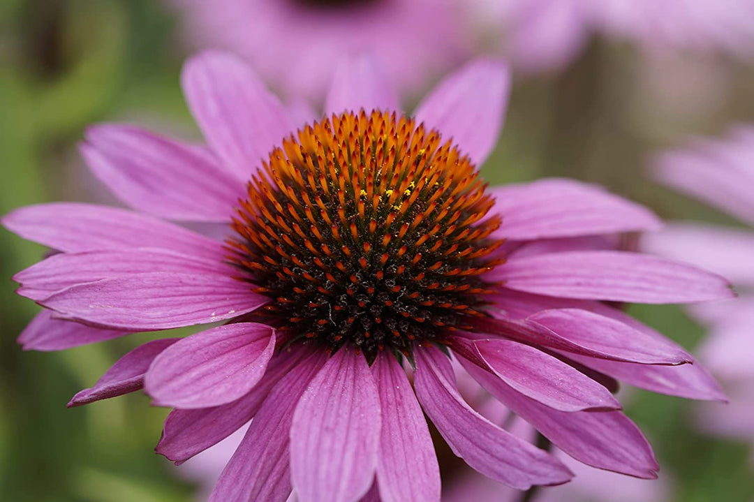 coneflower echinacea flower seeds