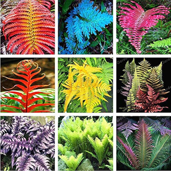 Fern Mixed Colour Plant Seeds for Planting 100 pcs